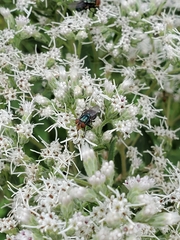Cochliomyia