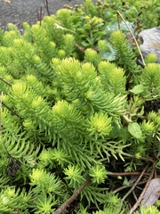 Petrosedum