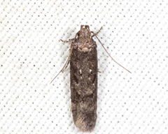Chionodes thoraceochrella