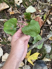 Maianthemum dilatatum
