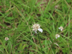 Rhynchospora colorata