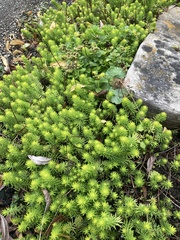 Petrosedum