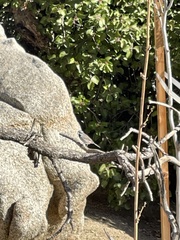 Amphispiza bilineata