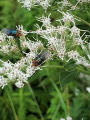 Cochliomyia
