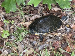 Pseudemys concinna