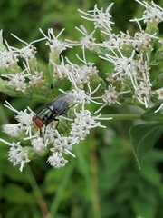 Cochliomyia