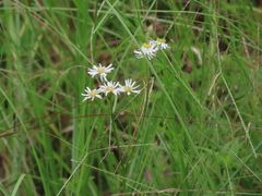 Erigeron vernus