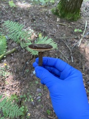 Lactarius lignyotus