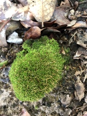 Tortula muralis