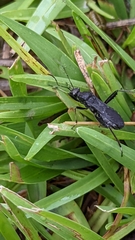 Alydus