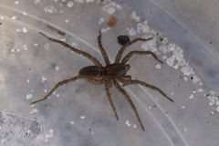 Pardosa agricola