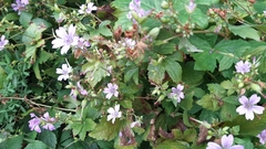 Geranium nodosum