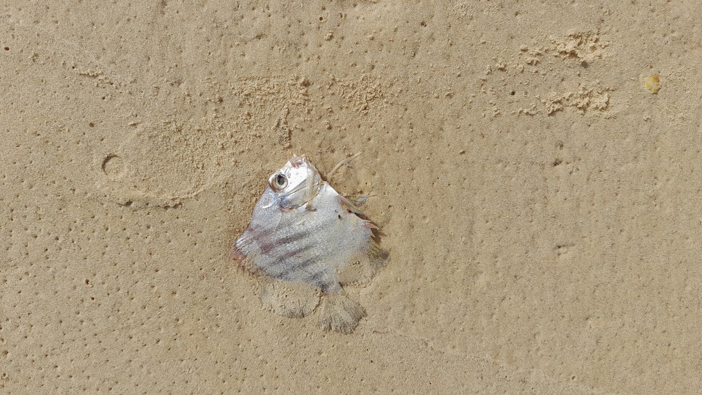 African sicklefish (Drepane africana) — Drepaneidae