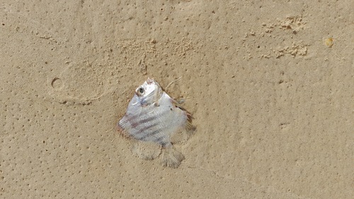 African sicklefish (Drepane africana) — Drepaneidae