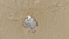 Drepane africana
