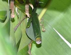Erionota torus