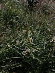 Vincetoxicum hirundinaria