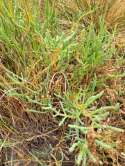 Salicornia