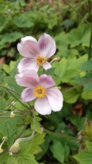 Geranium nodosum
