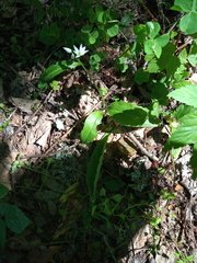 Allium ursinum