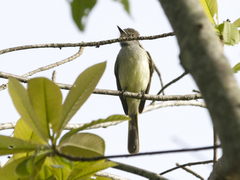Myiarchus