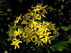 Senecio sarracenicus