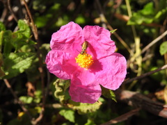 Cistus crispus
