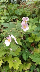 Geranium nodosum