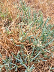 Salicornia