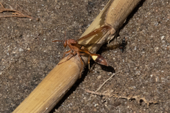 Belonogaster lateritia