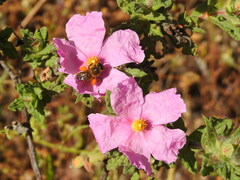 Cistus crispus