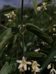 Vincetoxicum hirundinaria