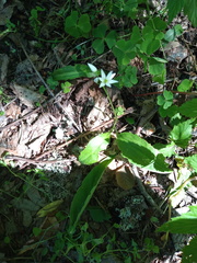 Allium ursinum
