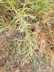 Salicornia