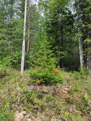Abies sibirica