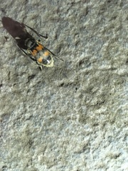 Nicrophorus vespillo