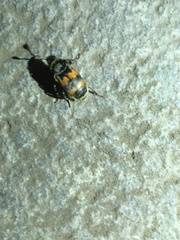 Nicrophorus vespillo