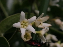 Vincetoxicum hirundinaria