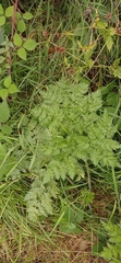 Anthriscus sylvestris