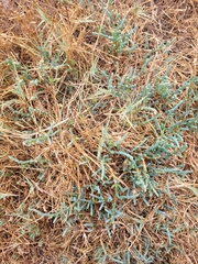 Salicornia