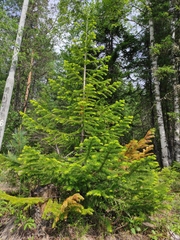 Abies sibirica