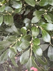 Ilex glabra