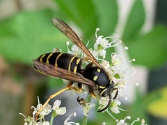 Vespula vidua