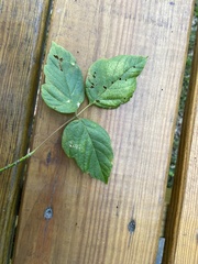 Acer negundo