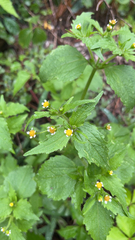 Galinsoga quadriradiata