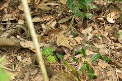 Bitis gabonica