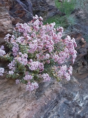 Crassula rupestris