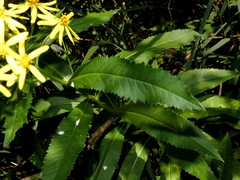 Senecio sarracenicus