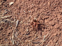 Theraphosinae