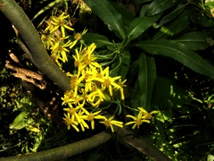 Senecio sarracenicus